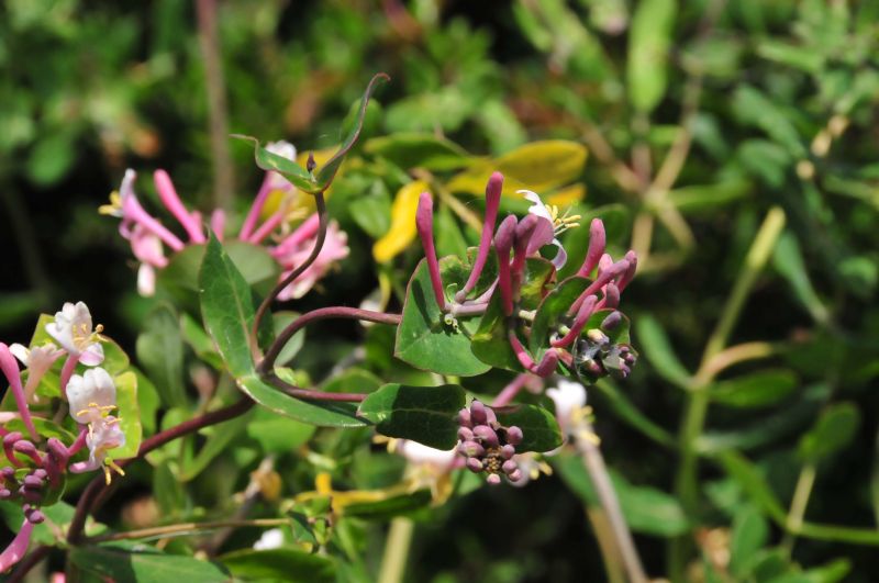 Lonicera implexa / Caprifoglio mediterraneo